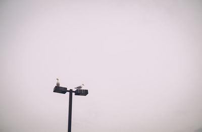 Low angle view of bird perching on pole against clear sky