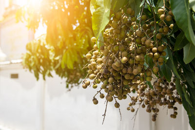 Close-up of berries growing on plant