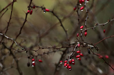 Close-up of berries growing on tree