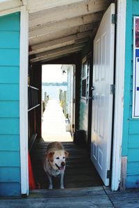 View of dog sitting by door