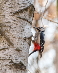 Close-up of bird perching on tree trunk