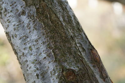 Close-up of lizard on tree trunk