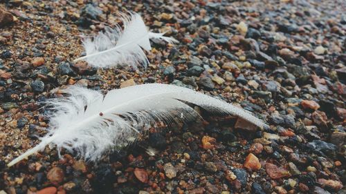 Close-up of feathers at beach