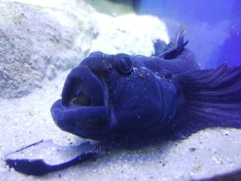 Close-up of fish swimming in aquarium