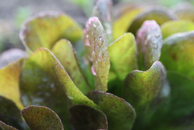 Close-up of succulent plant