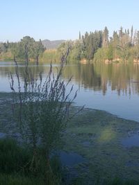 Scenic view of lake in forest against clear sky