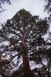 Low angle view of trees in forest against sky