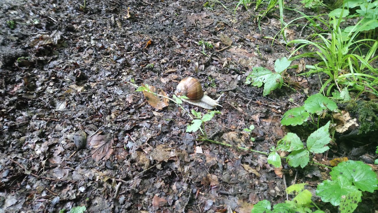 HIGH ANGLE VIEW OF SNAIL ON PLANT