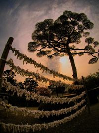 Tree against sky at night