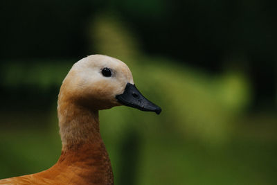 Close-up of a bird