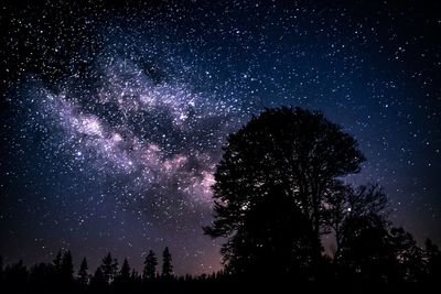 Low angle view of silhouette trees against sky at night with nilkyway