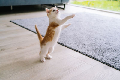 Red cats sitting on yellow chair near window. young ginger kitten play at home. cute funny home pets