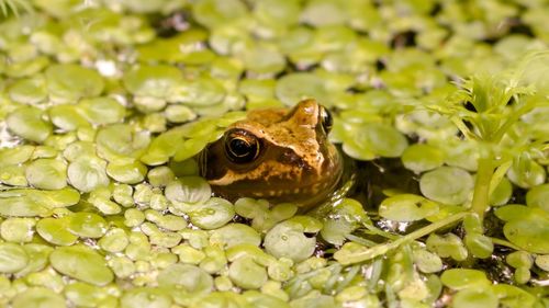 High angle view of frog with duckweed in lake