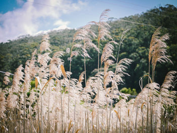 Low angle view of plants against mountain range