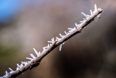 Close up of tree