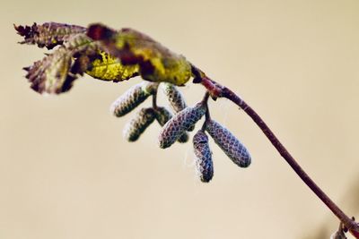 Close-up of plant on twig