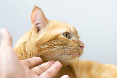 Close-up of hand holding cat