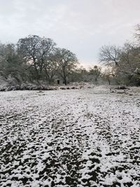 Trees on snow covered field against sky