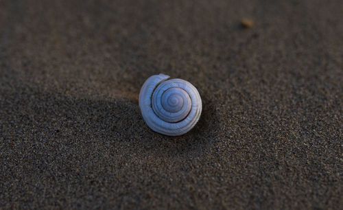 Close-up of snail on sand