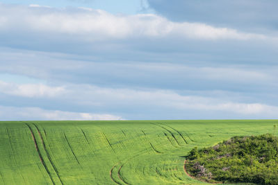 Scenic view of agricultural field against sky