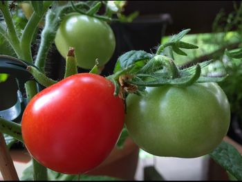 Close-up of tomatoes