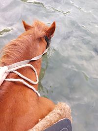 Low section of man with horse in water