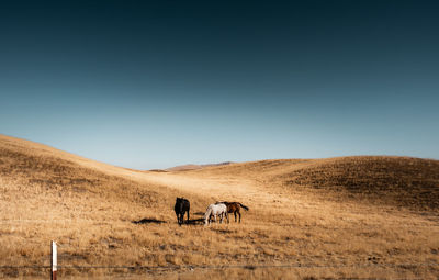 Horses in a field