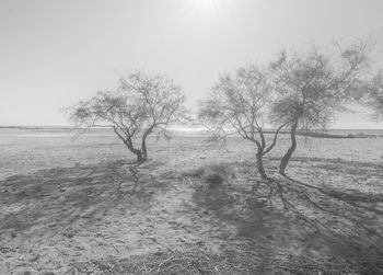 Bare trees on field against sky