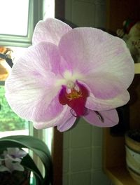 Close-up of pink orchid blooming outdoors