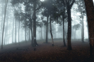 Trees in forest