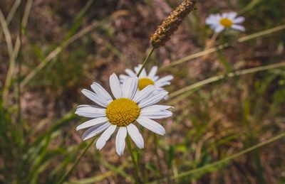 Close-up of white daisy flower on field