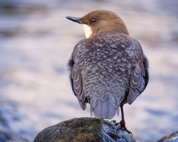Close-up of bird perching on rock