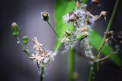 Close-up of dried flowers