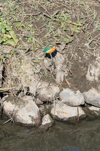 Bird perching on shore