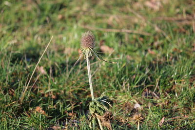 Close-up of wilted dandelion flower on field