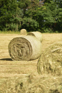 Hay bales on field