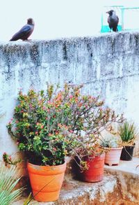 Bird on plant in greenhouse