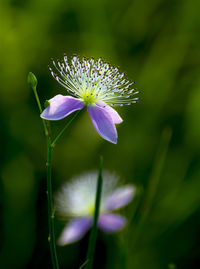 Close-up of purple flowering plant