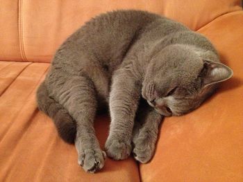 Cat sleeping on sofa