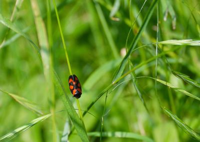 Close-up of ladybug on grass