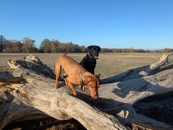 View of a dog on landscape against blue sky