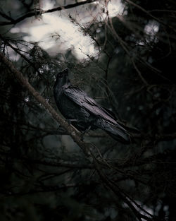 Low angle view of bird perching on branch in forest