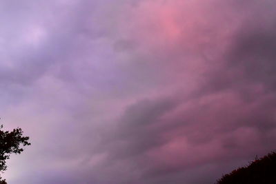 Low angle view of pink tree against sky