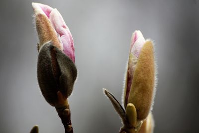 Close-up of flower bud