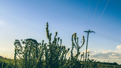 Close-up of plants against clear sky
