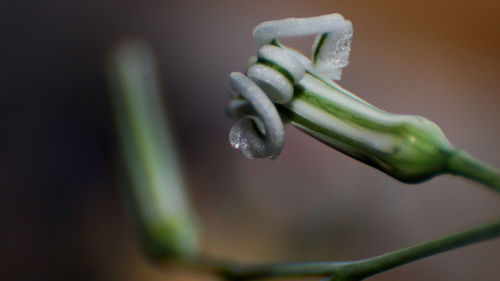 Close-up of green leaves