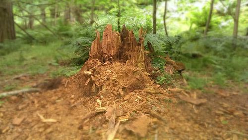 Trees in forest