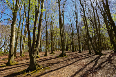 Trees in forest against sky