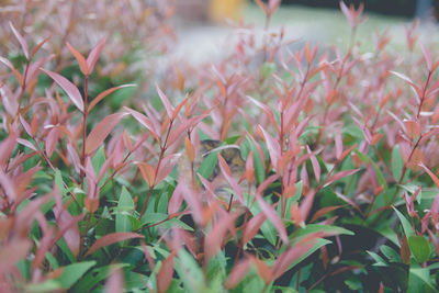 Close-up of flowering plants on field