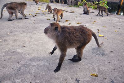 Macaque long tailed monkey close-up phuket town river genus macaca cercopithecinae thailand asia